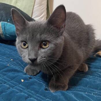 Star -  Domestic Short Hair Cat for Adoption in Mount Laurel Township, New Jersey - Star | PetCurious