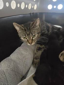 Domestic Short Hair Cats Available for Adoption in Glenfield, New York - Gatita | PetCurious