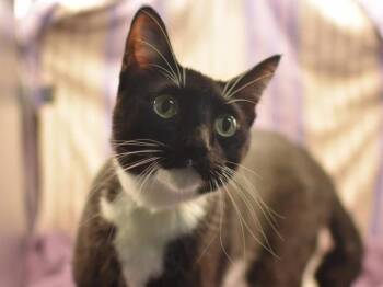Jack -  Domestic Short Hair Cat for Adoption in Portland, Oregon - Jack | PetCurious