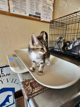 Zinnia -  Domestic Short Hair Cat for Adoption in Shelbyville, Tennessee - Zinnia | PetCurious
