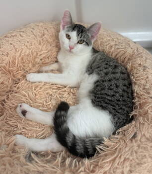 Rescue Tabby and Domestic Short Hair Cats for Adoption in San Luis Obispo, California - Blossom - Best Bosom Buddy | PetCurious