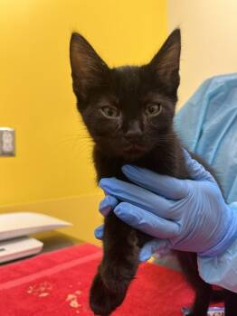 Poblano -  Domestic Short Hair Cat for Adoption in Raleigh, North Carolina - Poblano | PetCurious