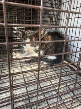ANDY -  Domestic Short Hair Cat for Adoption in Houston, Texas - ANDY | PetCurious