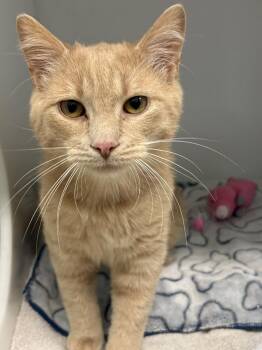 Domestic Short Hair Cats Available for Adoption in Delson, Quebec - Jigar | PetCurious