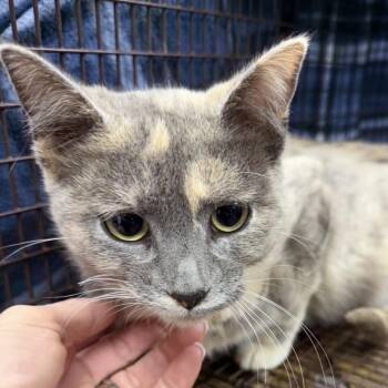 Domestic Short Hair Cats Available for Adoption in Midland, Texas - Misty | PetCurious