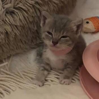 Meadow -  Domestic Short Hair Cat for Adoption in Los Angeles, California - Meadow | PetCurious