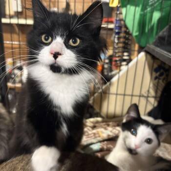 Rescue Domestic Long Hair Cats for Adoption in Fredericton, New Brunswick - Alexander | PetCurious