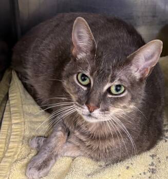 Rescue Domestic Short Hair Cats for Adoption in Little Rock, Arkansas - Smokes | PetCurious