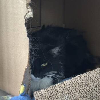 Juliette -- Bonded Buddy With Juniper -  Domestic Medium Hair Cat for Adoption in Des Moines, Iowa - Juliette -- Bonded Buddy With Juniper | PetCurious