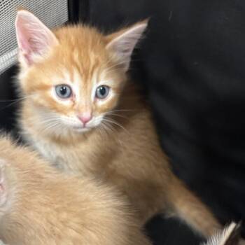 Domestic Short Hair Cats Available for Adoption in Dallas, Texas - Boomie | PetCurious