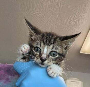 Hansel -  Domestic Short Hair Cat for Adoption in Bolivar, Missouri - Hansel | PetCurious