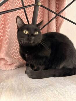 Nile -  Domestic Short Hair Cat Available for Adoption in Muskegon, Michigan - Nile | PetCurious