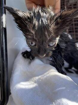 Domestic Short Hair Cats Available for Adoption in Houston, Texas - A655844 | PetCurious