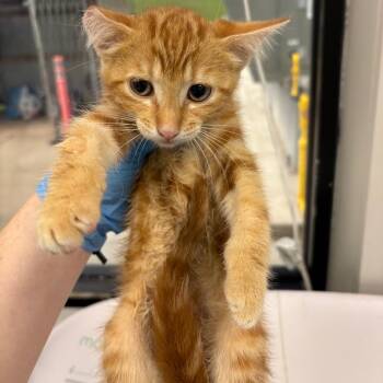 Fractious Wallen -  Domestic Short Hair Cat for Adoption in Columbiana, Alabama - Fractious Wallen | PetCurious