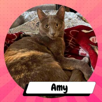 Rescue American Shorthair Cats for Adoption in Suisun City, California - Amy Farrah Fowler | PetCurious
