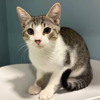 Curly -  Domestic Short Hair Cat for Adoption in Chattanooga, Tennessee - Curly | PetCurious