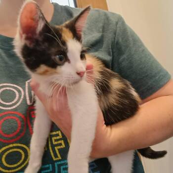 Pippa K46098 -  Domestic Short Hair Cat for Adoption in Corsicana, Texas - Pippa K46098 | PetCurious