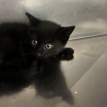 Augustus Gloop -  Domestic Short Hair Cat for Adoption in Durango, Colorado - Augustus Gloop | PetCurious