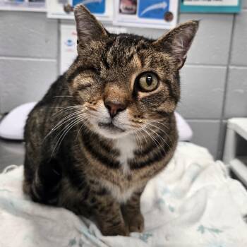One-Eye-Willy -  Domestic Short Hair Cat for Adoption in West Olive, Michigan - One-Eye-Willy | PetCurious