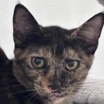 Phoenix -  Domestic Short Hair Cat for Adoption in Liverpool, Texas - Phoenix | PetCurious