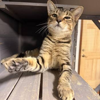 Rocky (adoptable November 4th) -  Domestic Short Hair Cat for Adoption in Kissimmee, Florida - Rocky (adoptable November 4th) | PetCurious