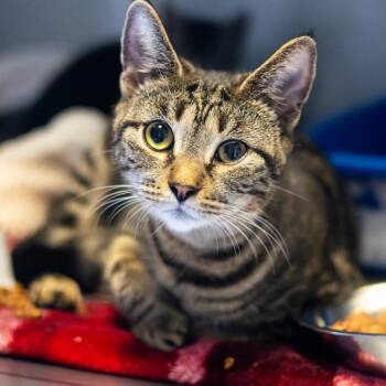 De la Rosa -  Domestic Short Hair Cat for Adoption - De La Rosa | PetCurious