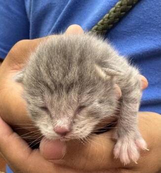 Banjo -  Domestic Short Hair Cat for Adoption in Gainesville, Florida - Banjo | PetCurious