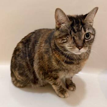 Norma Jean -  Torbie and Domestic Short Hair Cat for Adoption in Knoxville, Tennessee - Norma Jean | PetCurious