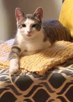 Bonnie -  Domestic Short Hair Cat for Adoption in Syracuse, New York - Bonnie | PetCurious