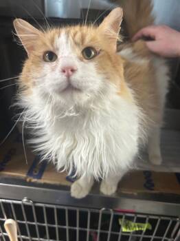 Maine Coon Cats Available for Adoption - Sweet Potato | PetCurious