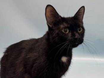 Lucy -  Domestic Short Hair Cat for Adoption in Minneapolis, Minnesota - Lucy | PetCurious