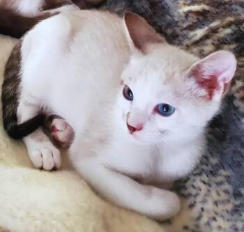 Domestic Short Hair and Siamese Cats Available for Adoption in Campbell, California - Harry | PetCurious