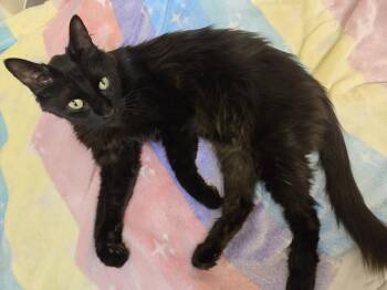 Rescue Domestic Medium Hair Cats for Adoption in Chandler, Arizona - Panthriko Midnight | PetCurious