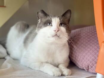 Melbourne -  Snowshoe and Domestic Short Hair Cat for Adoption in Oakland, California - Melbourne | PetCurious