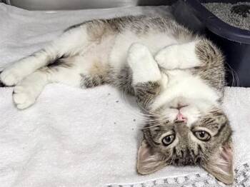 TAI -  Domestic Short Hair Cat for Adoption in Ames, Iowa - TAI | PetCurious