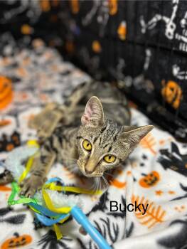 Rescue Domestic Short Hair Cats for Adoption in Herculaneum, Missouri - Bucky | PetCurious