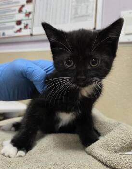 Domestic Short Hair Cats Available for Adoption in Vancouver, Washington - Daphne | PetCurious