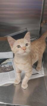 Amazon -  Domestic Short Hair Cat for Adoption in North Miami Beach, Florida - Amazon | PetCurious