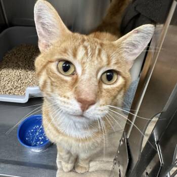 Sweet Potato -  Domestic Short Hair Cat for Adoption in Mentor, Ohio - Sweet Potato | PetCurious