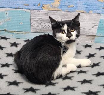 Rescue Domestic Short Hair Cats for Adoption in Washington Court House, Ohio - Messy Dressin | PetCurious