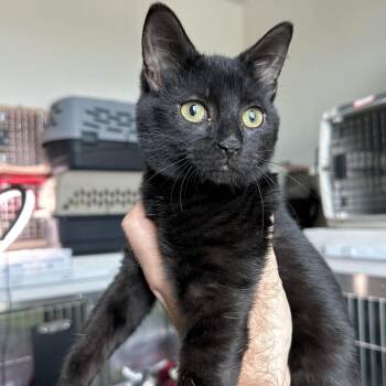 Holden -  Domestic Short Hair Cat for Adoption in Matteson, Illinois - Holden | PetCurious