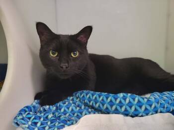 Domestic Short Hair Cats Available for Adoption - Papou | PetCurious