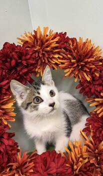 Gremlin -  Manx and Domestic Short Hair Cat for Adoption in Picayune, Mississippi - Gremlin | PetCurious