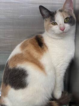 Domestic Short Hair Cats Available for Adoption in Hartsville, South Carolina - Puddin | PetCurious