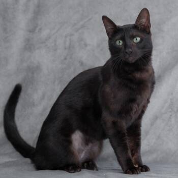Stormy -  Domestic Short Hair and Bengal Cat for Adoption in Redwood City, California - Stormy | PetCurious