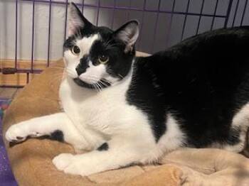 Rescue Domestic Short Hair Cats for Adoption in Springfield, Oregon - Vancleef | PetCurious