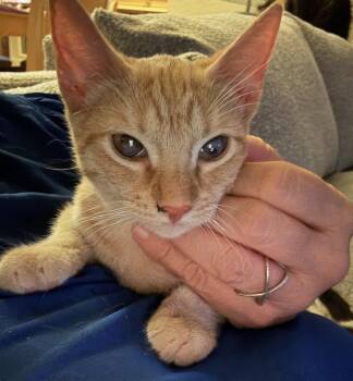 Nola -  Domestic Short Hair Cat for Adoption in Chandler, Arizona - Nola | PetCurious