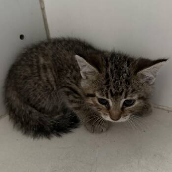 Rescue Domestic Short Hair Cats for Adoption in Trenton, Missouri - Layla | PetCurious