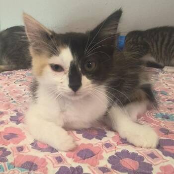 Clementine -  Domestic Short Hair Cat for Adoption in Knoxville, Tennessee - Clementine | PetCurious