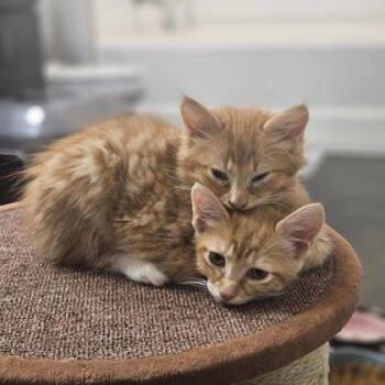 Bingo -  Domestic Short Hair Cat for Adoption in Atlanta, Georgia - Bingo | PetCurious